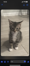 adoptable Cat in , FL named Bluey