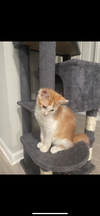 adoptable Cat in  named Rory