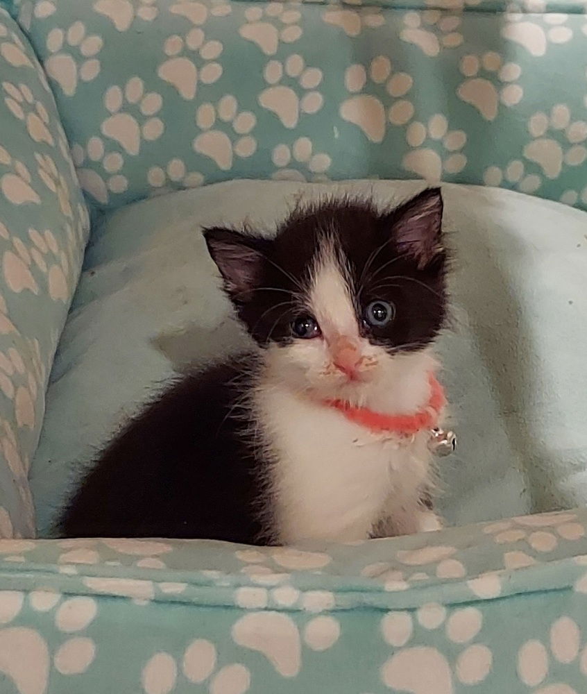 adoptable Cat in Panama City, FL named Beanz