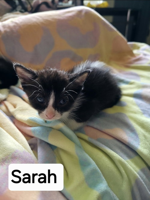 picture of the cat needing adoption