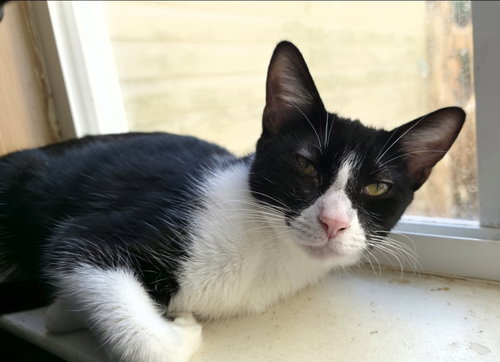 SARA TEE (AKA SARAH) - Domestic Short Hair available for adoption