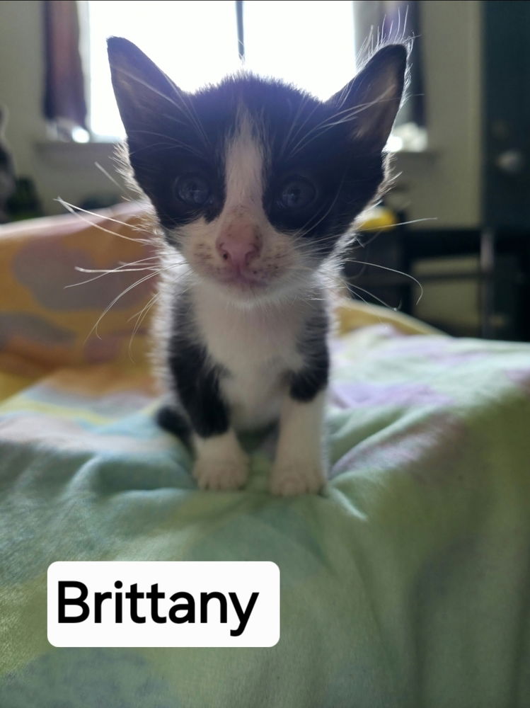 adoptable Cat in Panama City, FL named Brittany