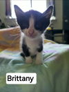 adoptable Cat in Panama City, FL named Brittany