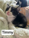 adoptable Cat in Panama City, FL named Timmy