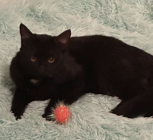 picture of the cat needing adoption
