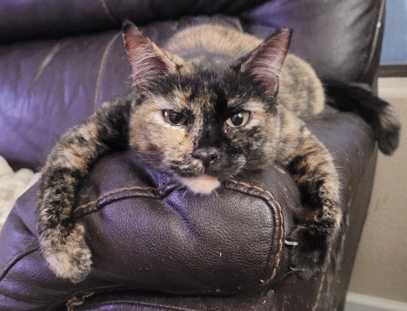 adoptable Cat in Litchfield Park, AZ named Charlotte