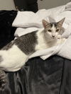 adoptable Cat in litchfield park, AZ named Ellie