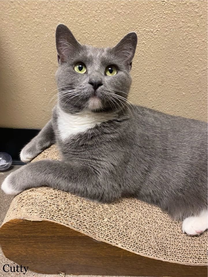 adoptable Cat in Scottsdale, AZ named Cutty