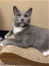 adoptable Cat in litchfield park, AZ named Cutty