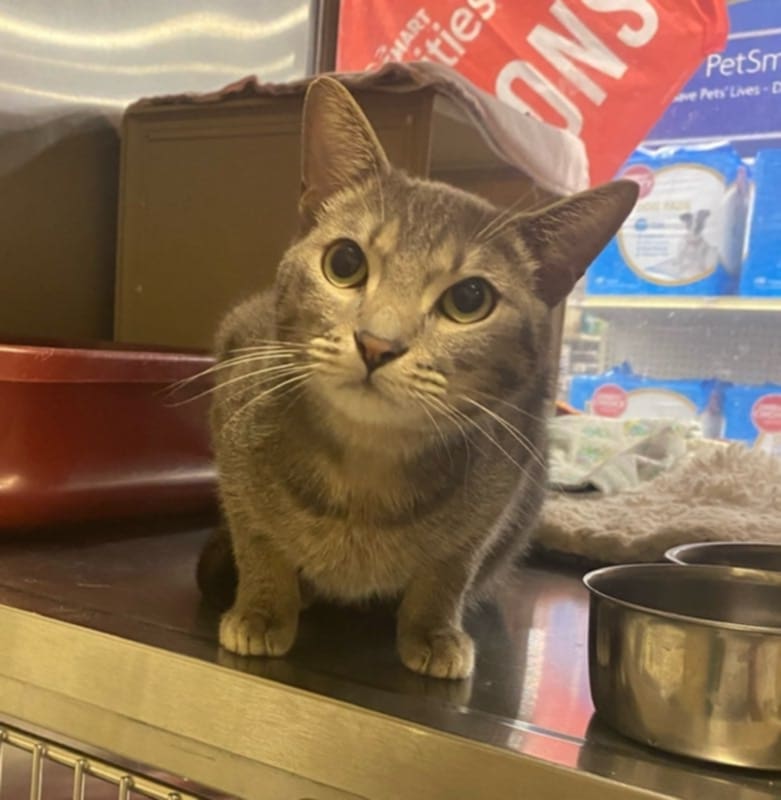 adoptable Cat in Litchfield Park, AZ named Monkey