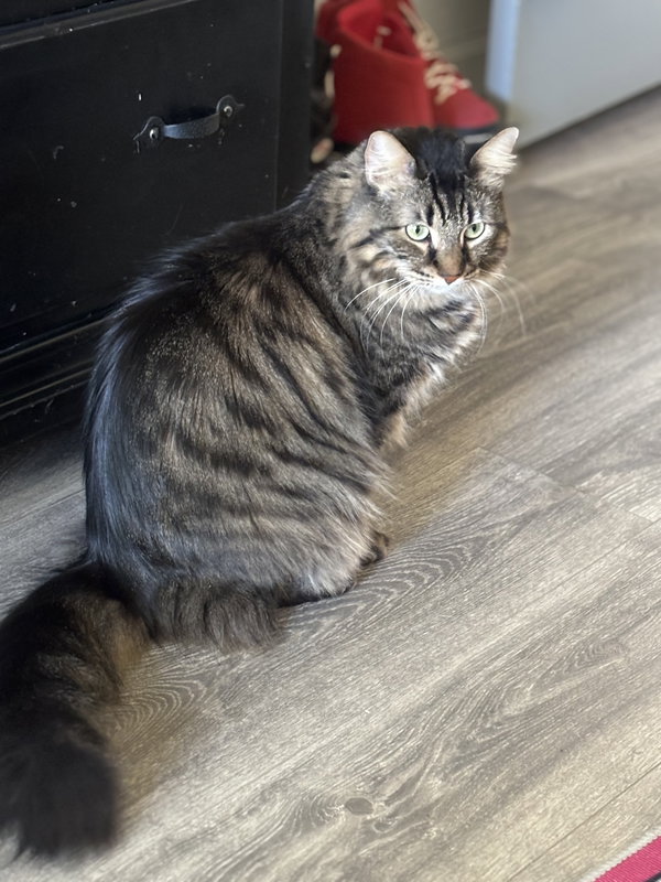 Daphne