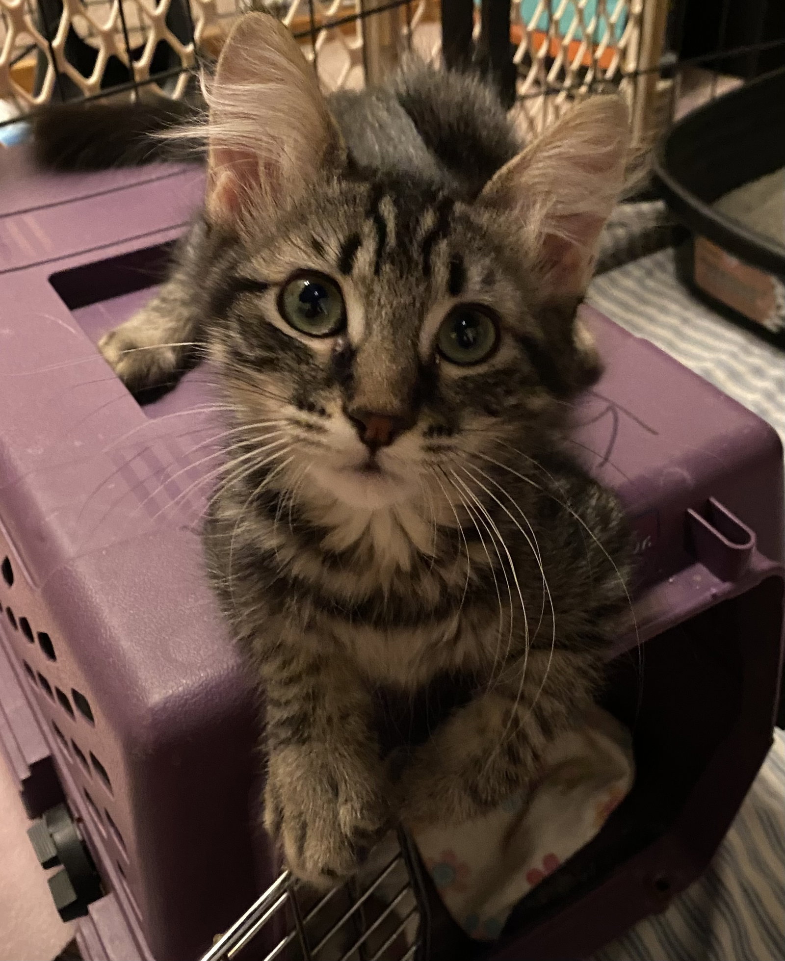Daphne