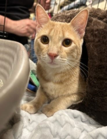 adoptable Cat in Litchfield Park, AZ named Einstein