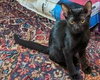 Gato (barn cat) - Photo 2