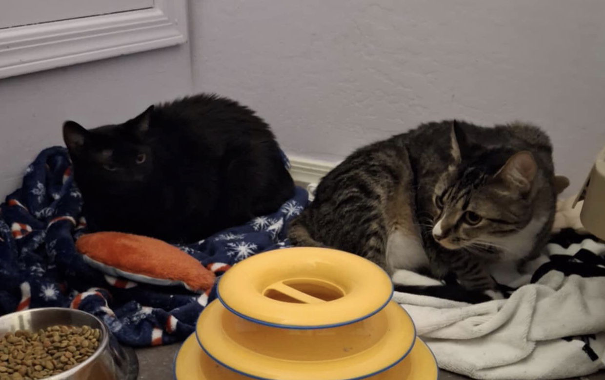 adoptable Cat in Litchfield Park, AZ named Carina (adopt with Lucy)