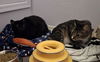 adoptable Cat in litchfield park, AZ named Carina (adopt with Lucy)