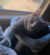Sheldon - Photo 1