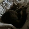 Sheldon - Photo 4