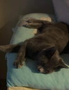 Sheldon - Photo 5