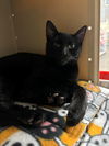 adoptable Cat in litchfield park, AZ named Cezanne