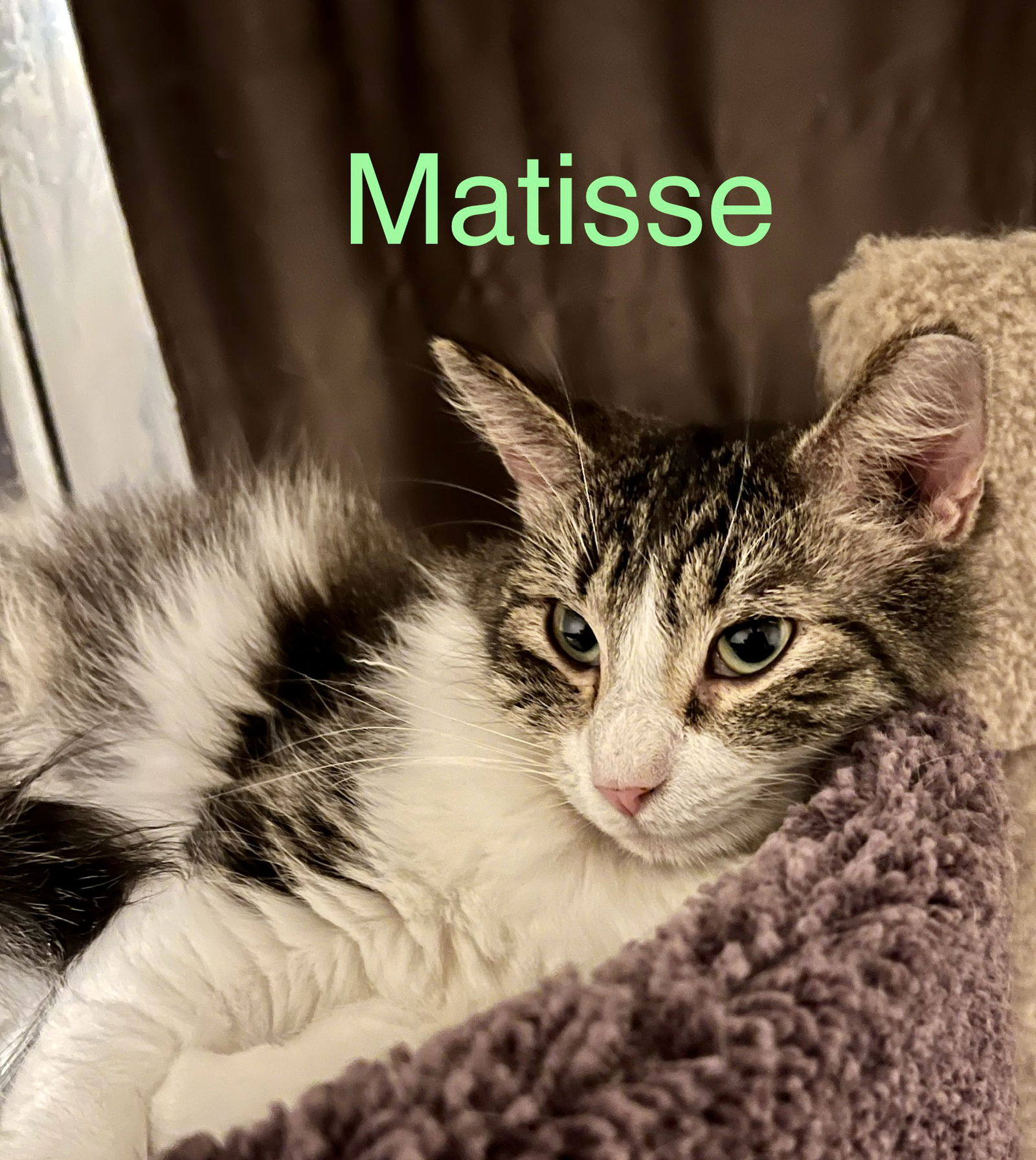 adoptable Cat in Litchfield Park, AZ named Matisse