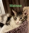 adoptable Cat in  named Matisse
