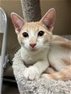 adoptable Cat in litchfield park, AZ named Bud