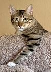Lord Jiggledipuff (barn cat) - Photo 1