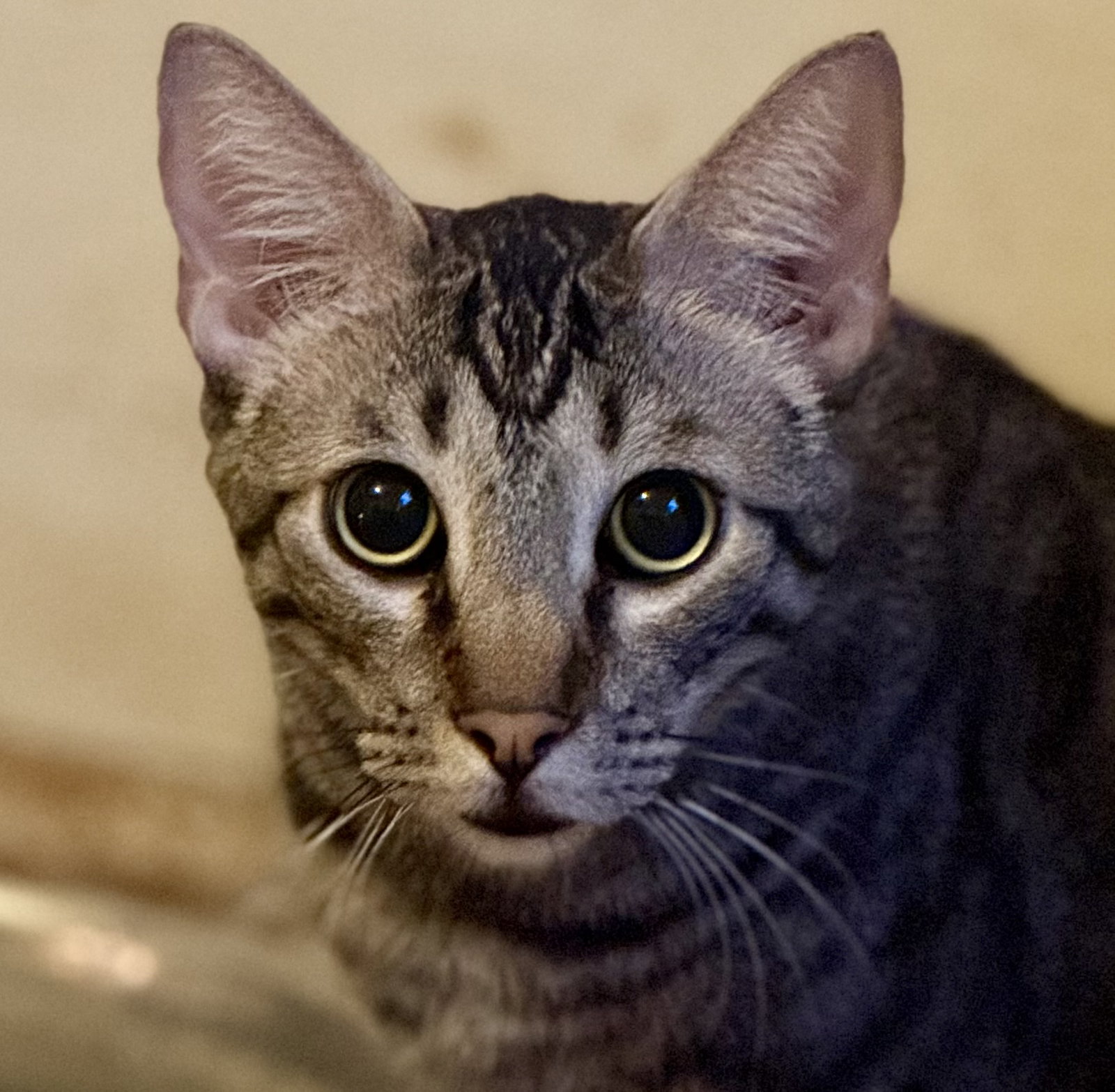 Lady Widdershins (barn cat) Image