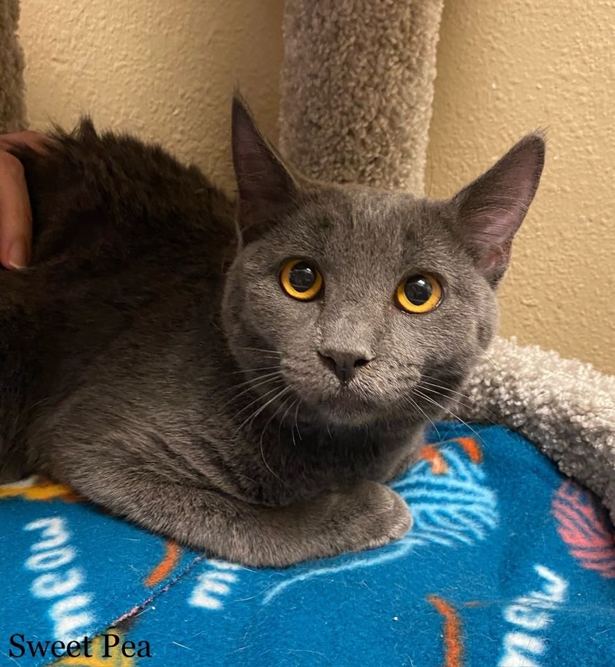 adoptable Cat in Litchfield Park, AZ named Sweet Pea
