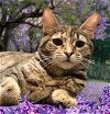 adoptable Cat in scottsdale, AZ named Sparkles