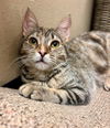 adoptable Cat in Scottsdale, AZ named Sparkles