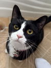 adoptable Cat in scottsdale, AZ named Garbanzo
