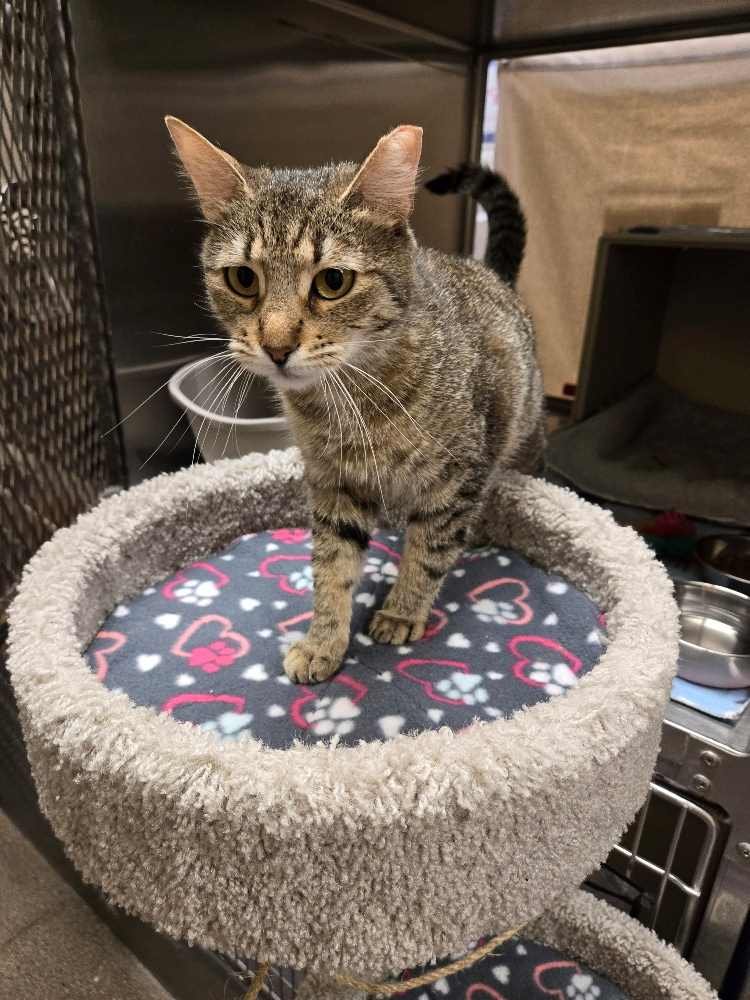 adoptable Cat in Scottsdale, AZ named Stella