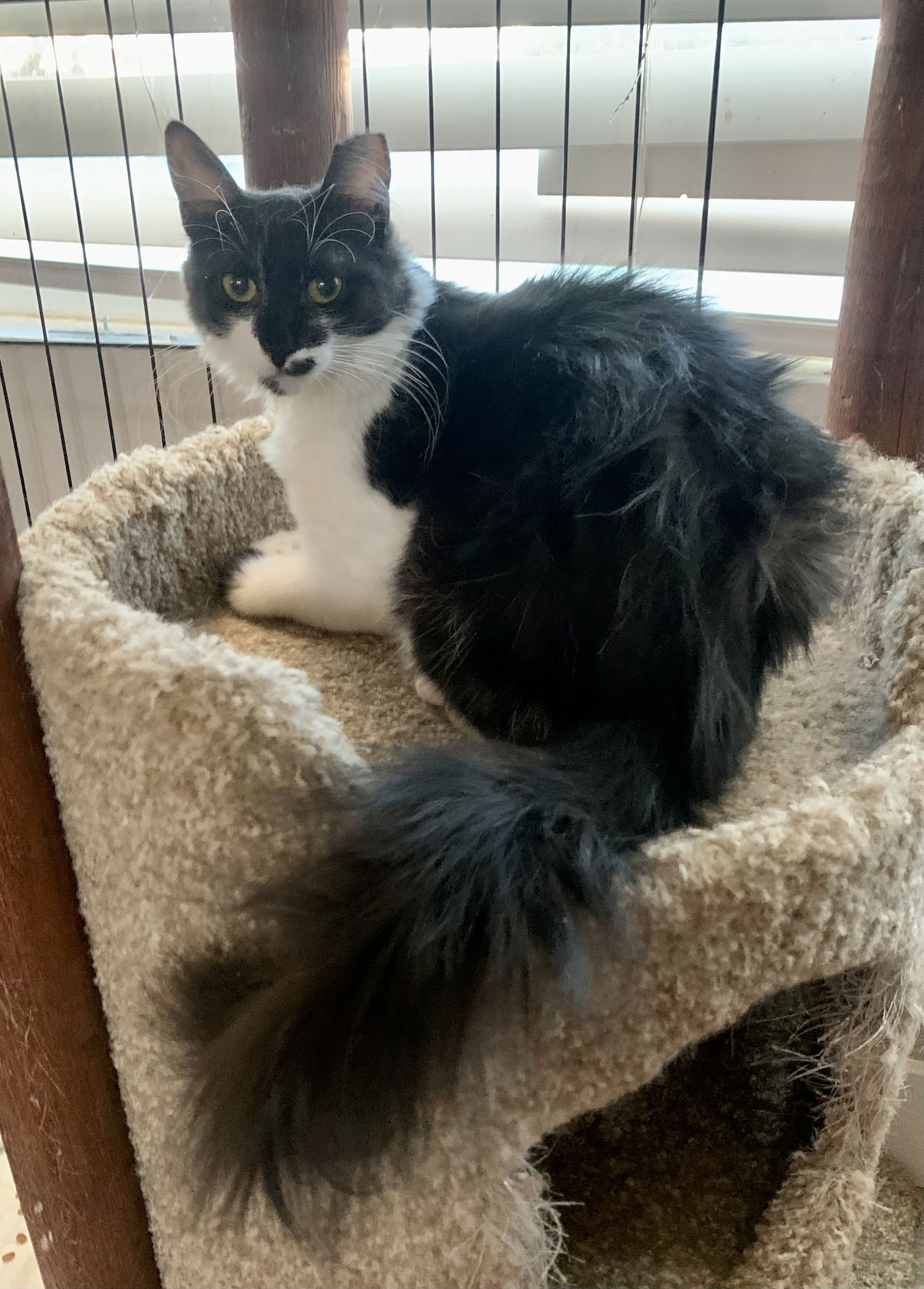 adoptable Cat in Litchfield Park, AZ named Malibu