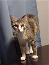 adoptable Cat in litchfield park, AZ named Cleo