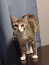 adoptable Cat in Litchfield Park, AZ named Cleo