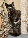 adoptable Cat in litchfield park, AZ named Ember