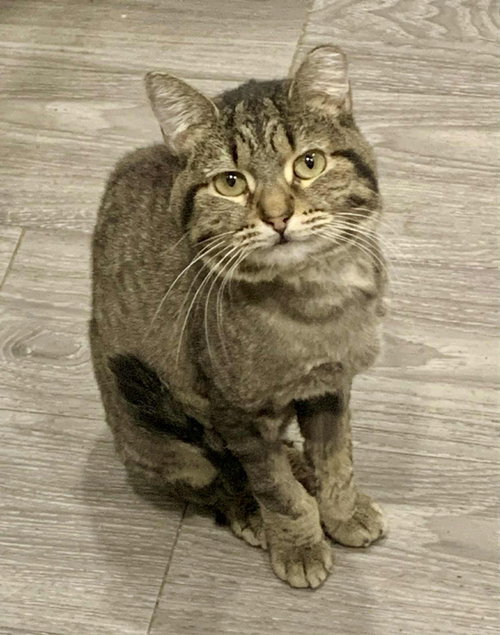 Capri, Adult Domestic Short Hair (short coat), cat for adoption in Apache Junction, Arizona