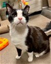 adoptable Cat in litchfield park, AZ named Capone