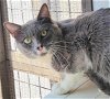adoptable Cat in litchfield park, az, AZ named Pistachio