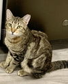 adoptable Cat in Litchfield Park, AZ named Nugget