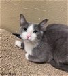 adoptable Cat in scottsdale, AZ named Stella Moon