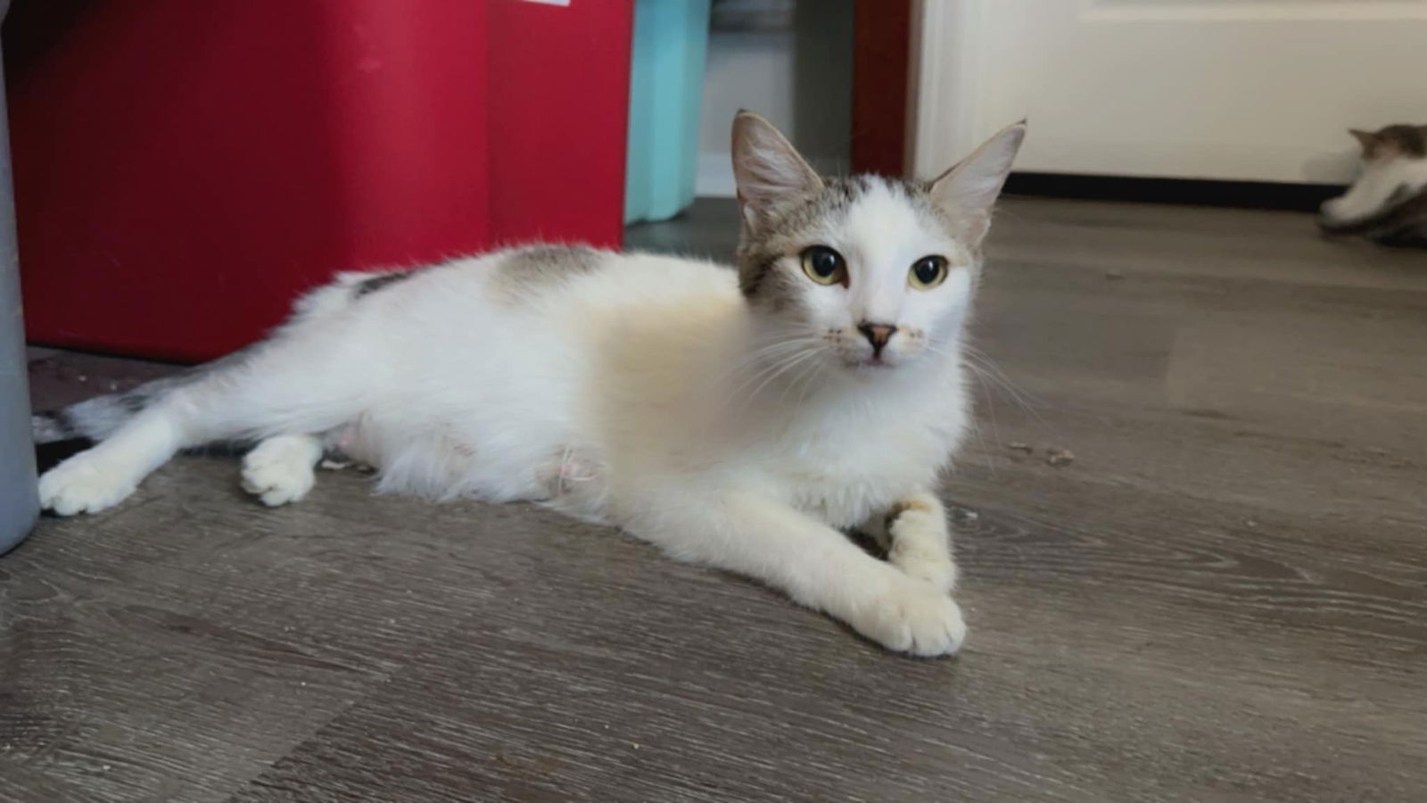 adoptable Cat in Litchfield Park, AZ named Ivy