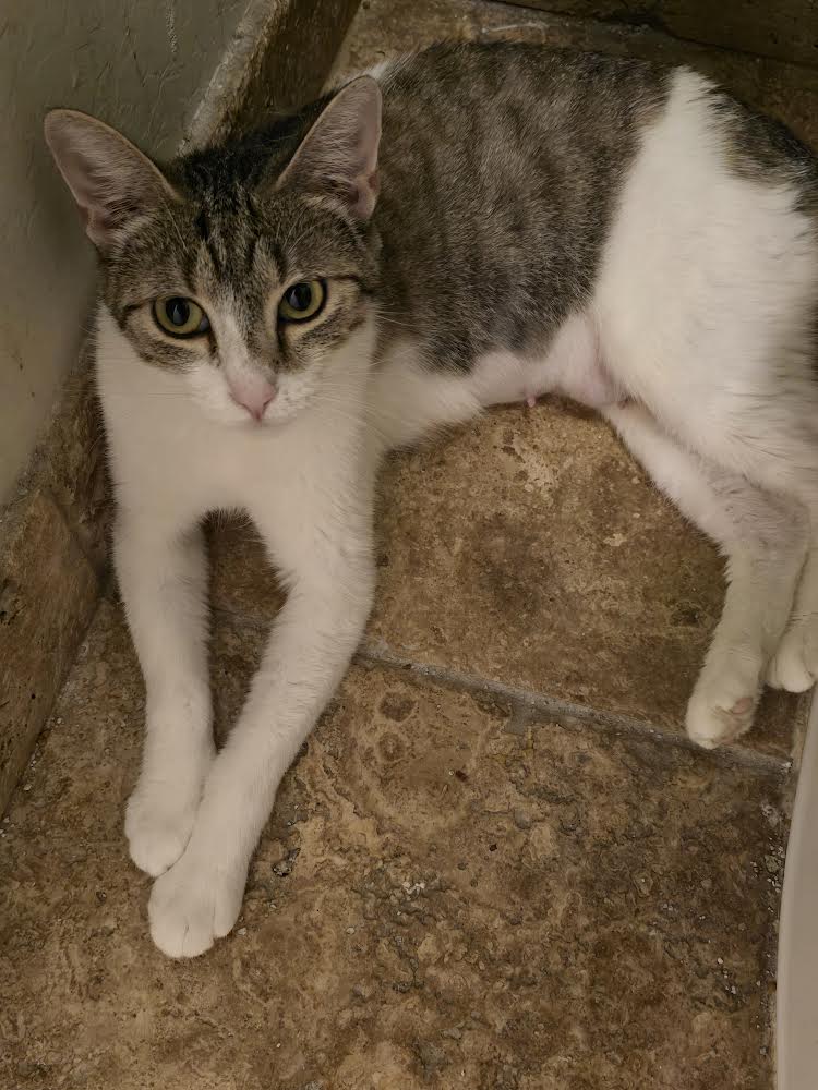 adoptable Cat in Litchfield Park, AZ named Patches