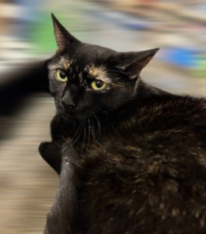 adoptable Cat in Litchfield Park, AZ named Pepper