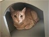 adoptable Cat in scottsdale, AZ named Carver