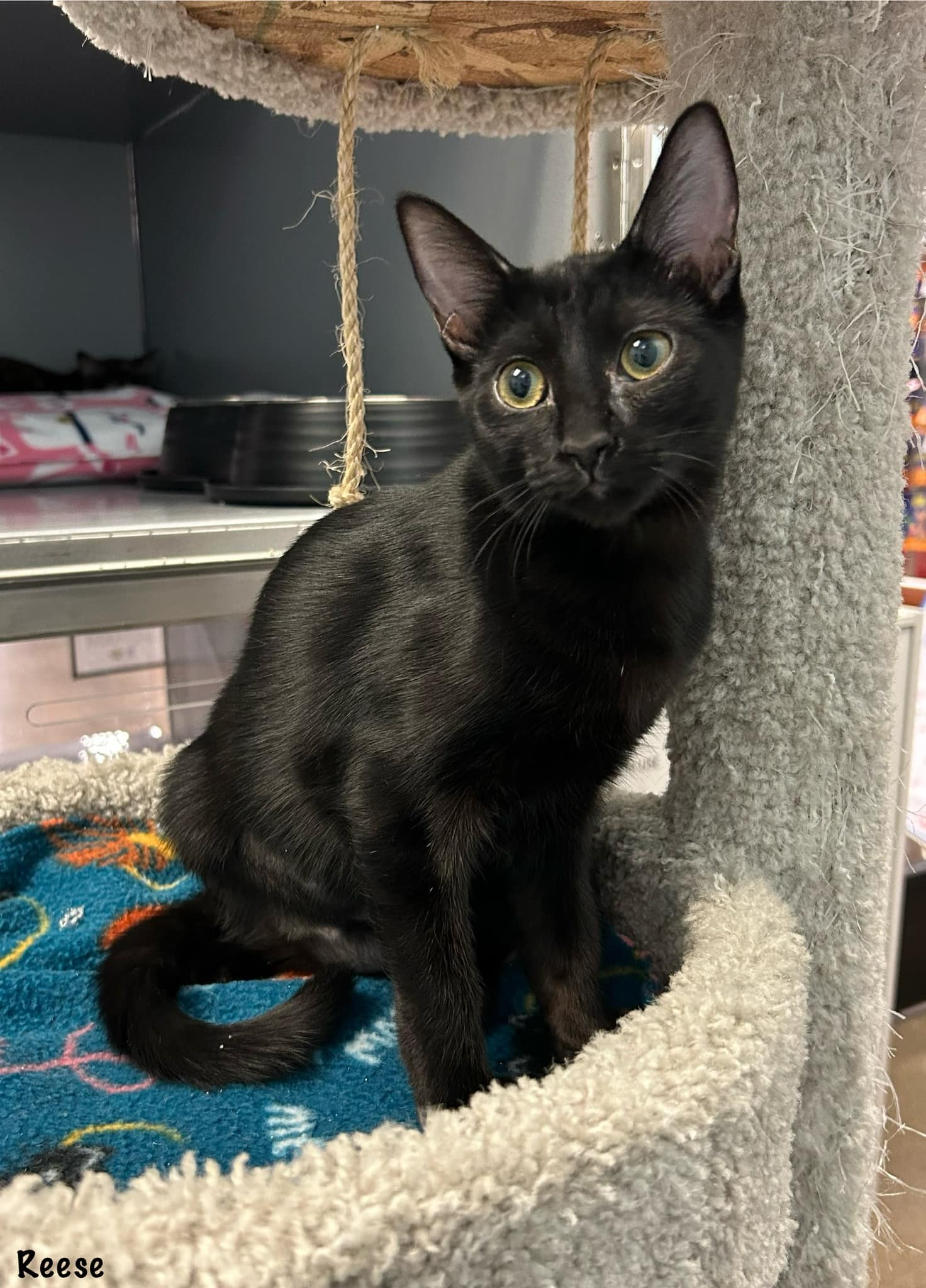 adoptable Cat in Litchfield Park, AZ named Reese