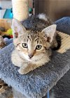 adoptable Cat in scottsdale, AZ named Bernard