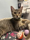 adoptable Cat in Litchfield Park, AZ named Lottie